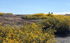 2026 MLK Arabia Mountain Service Day